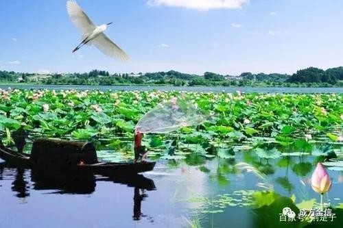 百年诗与歌 成方金信说 | 洪湖水浪打浪